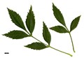 SpeciesSub: subsp. syriaca